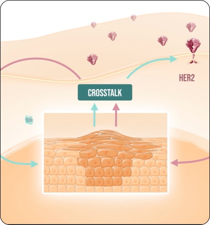 Illustration of HR and HER2 bidirectional crosstalk mechanism of disease in metastatic breast cancer